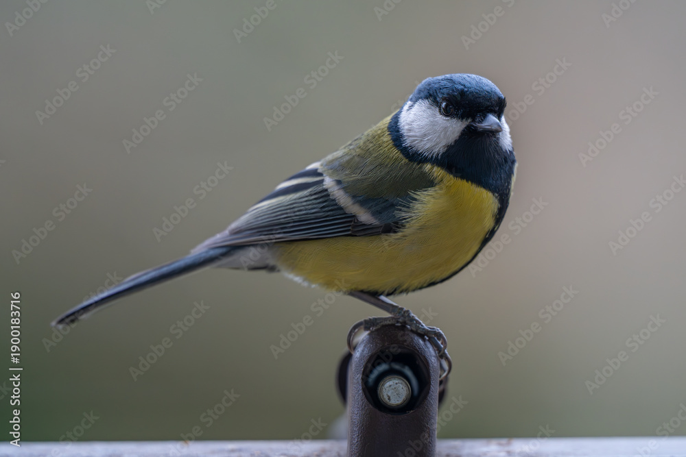 Obraz premium Curious Great Tit Perched on Bird Feeder with Sunflower Seed