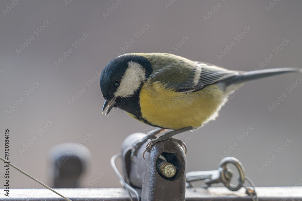 Obraz premium Great Tit Perched on Metal Railing Looking Down in Winter