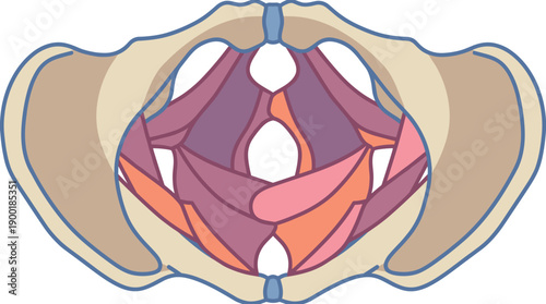 Detailed Anatomical Illustration of the Female Pelvic Floor: Visualizing Core Muscles, Bone Structure, and Support System for Medical Education and Health Awareness