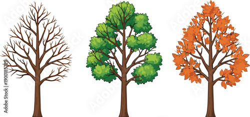 Seasonal, tree, collection, showing, spring, summer, and, autumn, variations, with, bare, branches, green, foliage, and, orange, leaves, vector, illustration, set