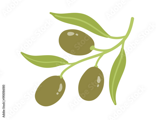 Vector illustration of olive branch with green olives and leaves. Flat botanical and organic object.
