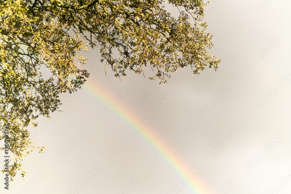 Fototapeta premium Rainbow over cork oak trees in the Alentejo countryside, Portugal. Natural rural landscape with dramatic sky, symbol of hope, nature, sustainability and Mediterranean environment.