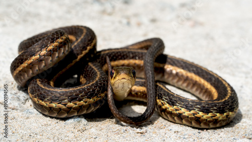 Fotografi Eastern garter snake looking at the photographer