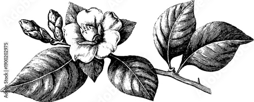 Vintage botanical engraving of classical relief with floral motifs for design use