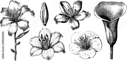 Vintage classical botanical sculpture engraving - floral studies for art and design