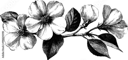 Vintage botanical cornice profile with floral engraving for design and architecture