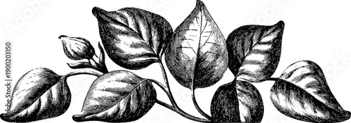 Vintage botanical decorative cornice moulding design for elegant interiors