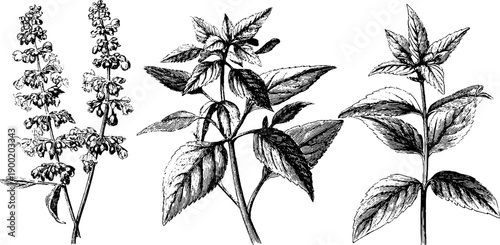 Vintage botanical decorative frames with engraved plants for design and reference