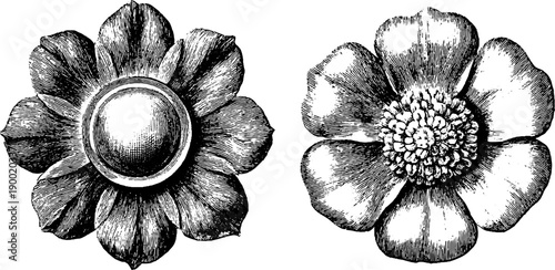 Vintage botanical rosette ornament with intricate engraving design for decorative use