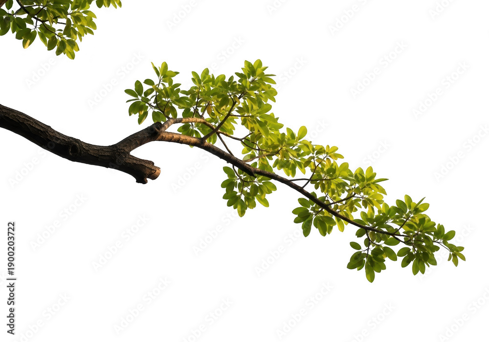 Fototapeta premium Tree branch with green leaves extending from top left corner isolated on transparent background