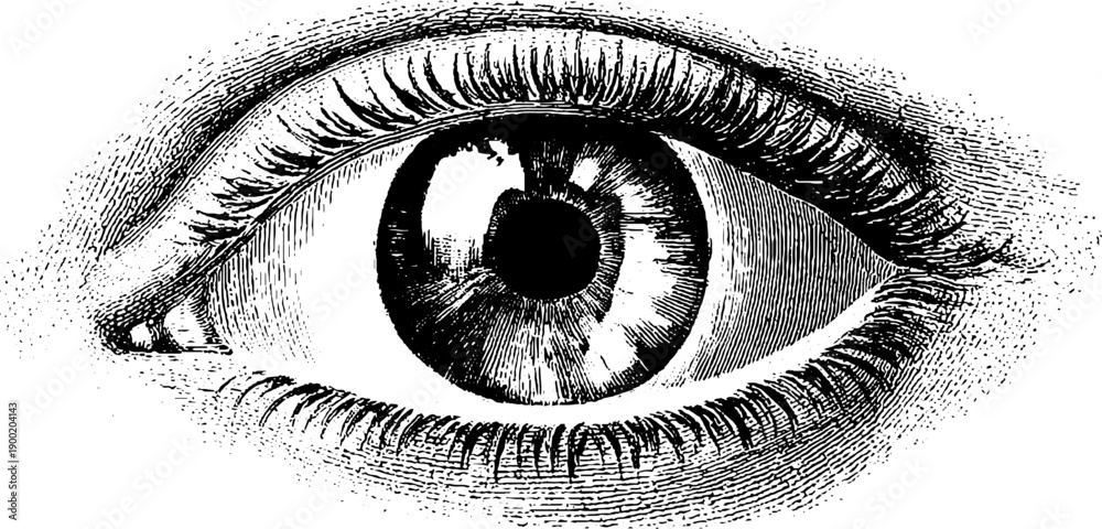 Obraz premium Vintage engraving of human eye anatomy cross section for botanical studies