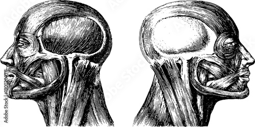 Simplified diagram of human face muscles with vintage botanical engraving style for educational use