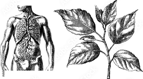 Vintage anatomical and botanical illustration of human figure and plant for educational design