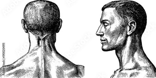 Human figure simplified anatomy study in vintage engraving style