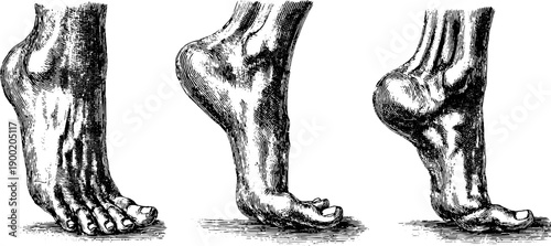 Vintage botanical engraving of human foot pressure zones for educational and design use