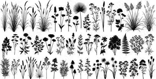 Wild grass and floral silhouettes collection isolated on white background featuring meadow plants for botanical design, nature illustration, landscape infographic use