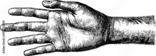 Vintage botanical engraving of human hand in grasping gesture for retro art and design