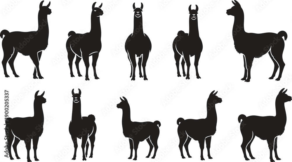 Obraz premium Collection of various llama silhouette poses on white background