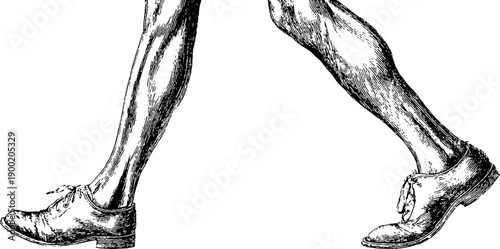 Vintage botanical engraving of human legs in walking motion for artistic and educational design