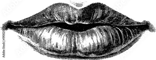 Detailed vintage botanical engraving of human lips for anatomical study and design