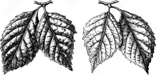 Vintage botanical engraving of leaves with detailed veins and texture