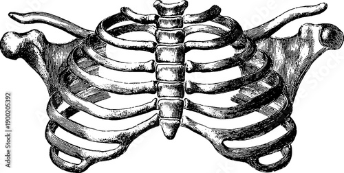 Anatomical study of human ribcage structure in vintage engraving style