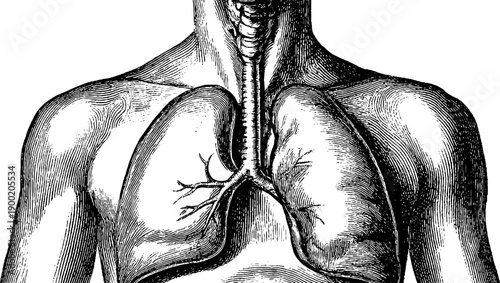 Simplified vintage hand drawn anatomy of human torso for educational design