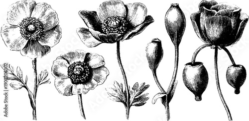 Vintage botanical sketch of medicinal plant flowers and reproductive parts for natural design