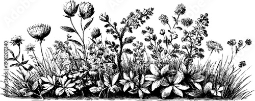 Ornamental botanical panel frame layout with vintage engraving for retro design