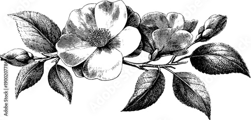 Vintage botanical illustration of flowers and leaves - retro engraving for design and decoration