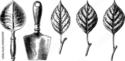 Vintage botanical spatula and leaf edge shapes for design and decor inspiration