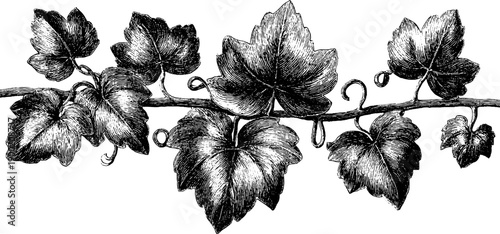 Vintage botanical vine scroll decorative border design for cards and posters