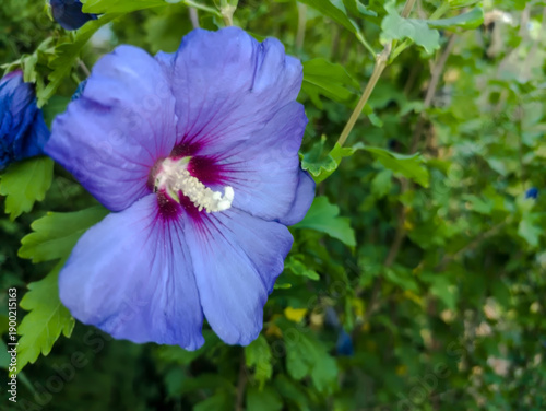 Niebieski kwiat hibiskusa (Hibiscus syriacus) o żywych płatkach i wyraźnym biało-czerwonym środku,  zakwitły w sierpniowe popołudnie w ogrodzie na tle zielonych liści. Kwiat charakteryzuje się delikat