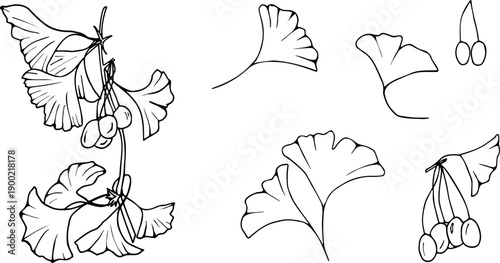 Minimal ginkgo biloba botanical vector set with leaves, branches and berries. Clean line art floral elements isolated on white background. Perfect for packaging, branding, herbal products, tea labels