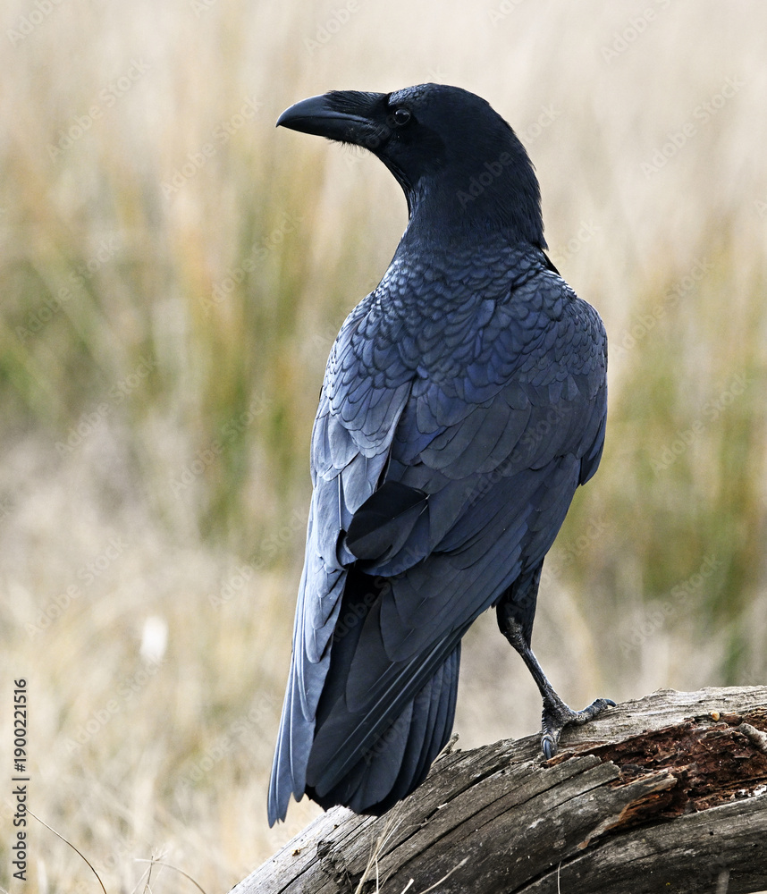 Fototapeta premium a powerful black raven in the field
