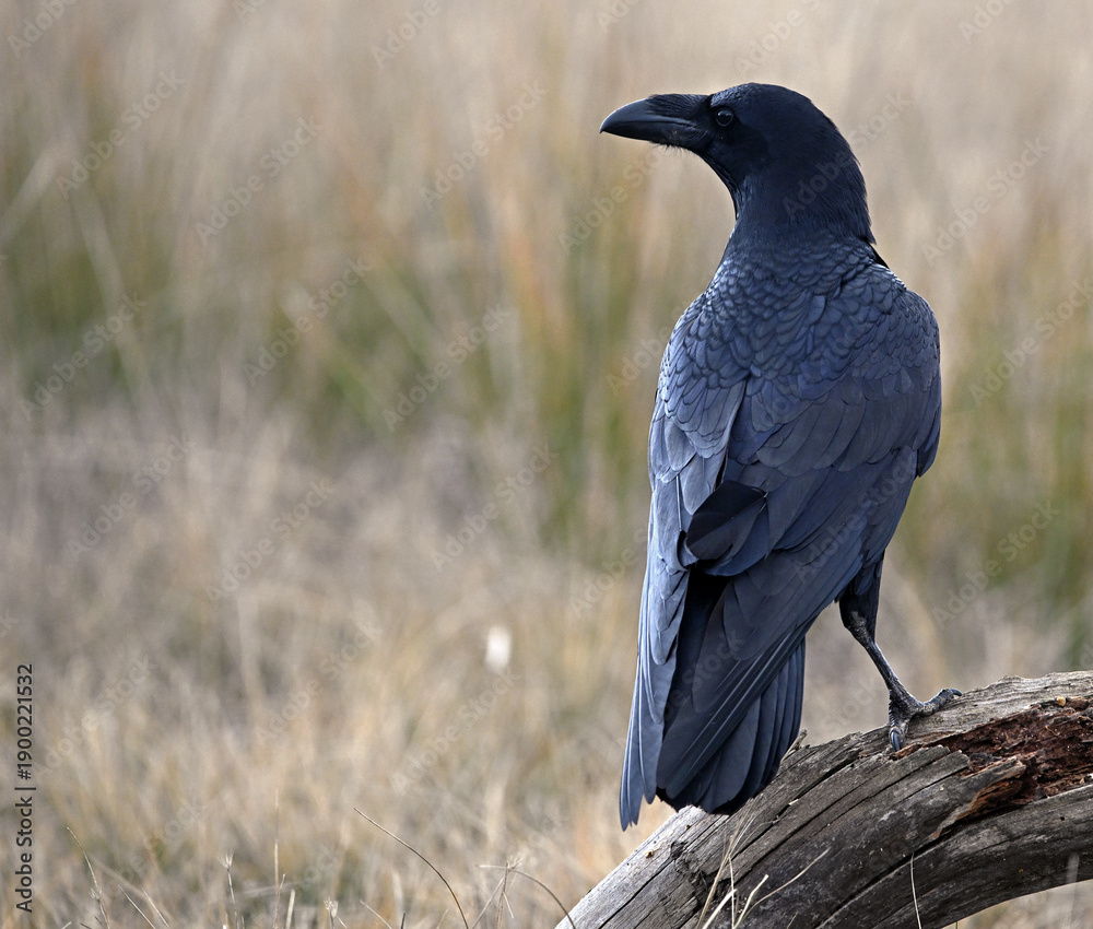 Fototapeta premium a powerful black raven in the field