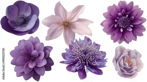 Vibrant collection of purple flowers showcasing various petal patterns and textures.