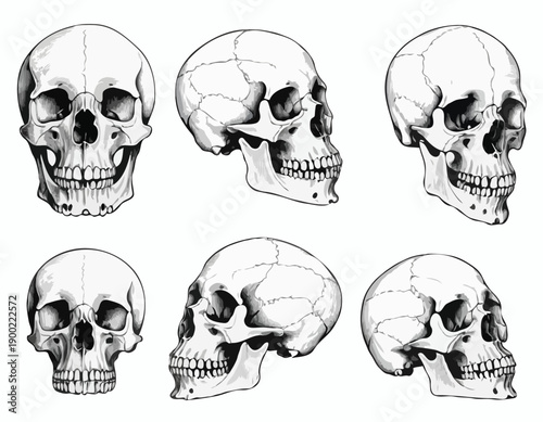 Handdrawn anatomical illustrations of a canine skull from multiple views and a vertebral column.