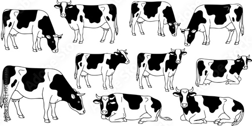 Black and white vector art of spotted dairy cows in various poses and angles with simple hand drawn style and isolated white background
