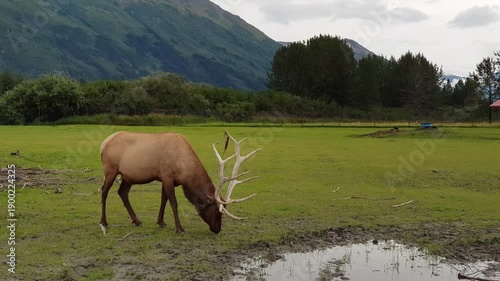 Male caribou eating in the Alaska Wildlife Conservation Center 