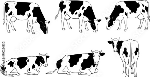 Black and white vector art of spotted dairy cows in various poses and angles with simple hand drawn style and isolated white background
