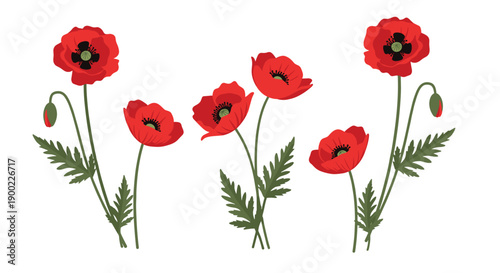 Group of multiple bright red poppy flowers with green stems and leaves blossoming beautifully on display