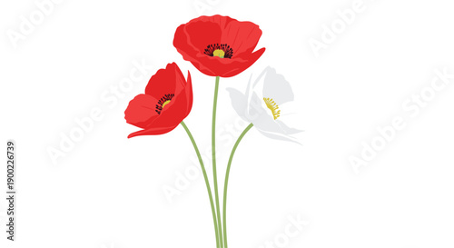 Vibrant bouquet of two red and one white poppy flowers standing gracefully on a clean white background