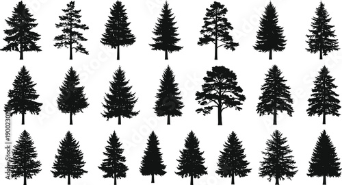 Set of black coniferous tree silhouettes in vector style showing diverse species and foliage forms for forestry, botanical, and design use.