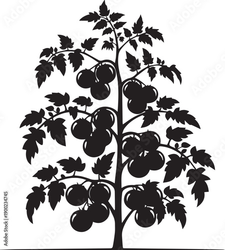 Tomato plant with ripe fruit and lush leaves in silhouette