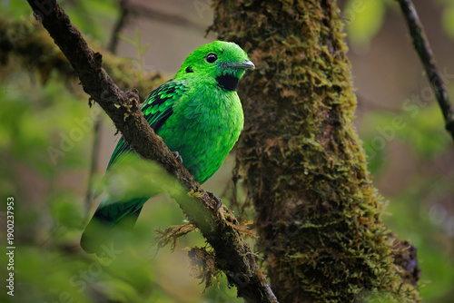 Whitehead's broadbill - Calyptomena whiteheadi bird in Calyptomenidae endemic to the mountain ranges of north-central Borneo, green and black bird nesting in the hanging nests in the forest