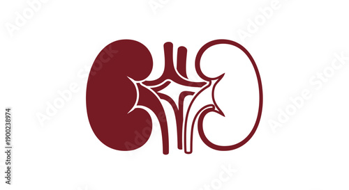 Two stylized human kidneys are depicted in a graphic design featuring a dark red solid shape overlapping a white outline shape.