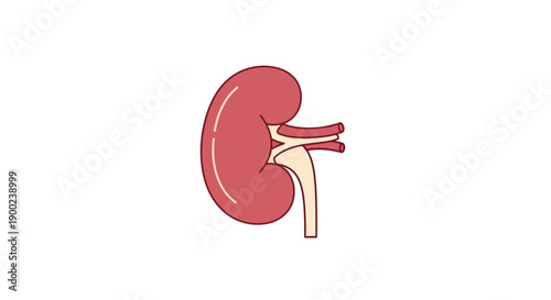 Simple flat illustration depicts the human kidney organ isolated against a white background for medical education.