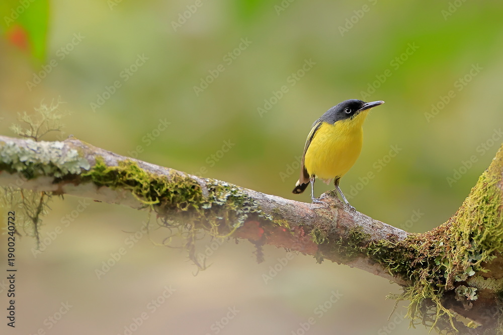 Fototapeta premium Common tody flycatcher, Todirostrum cinereum, Ecuador