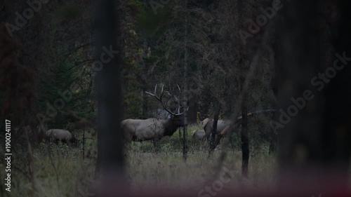 Bull elk during the rut